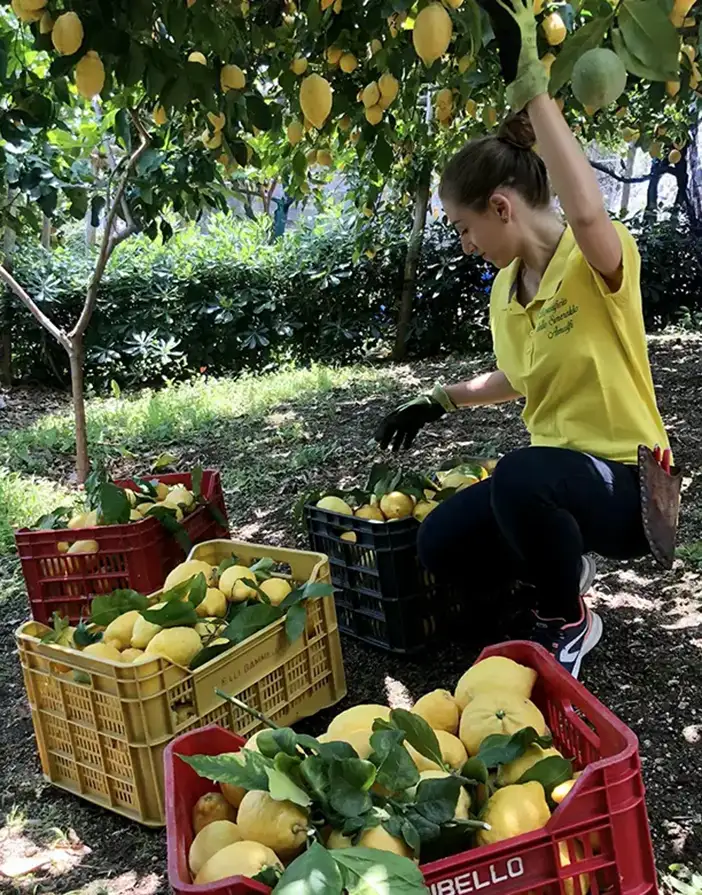 sara-cura-limoni